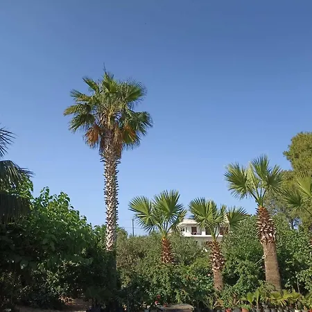 Palm-tree *