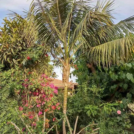 Palm-tree * Arkoudi