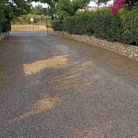 Palm-tree