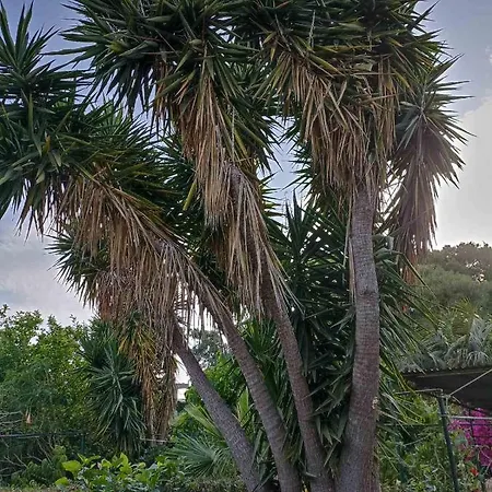 Palm-tree