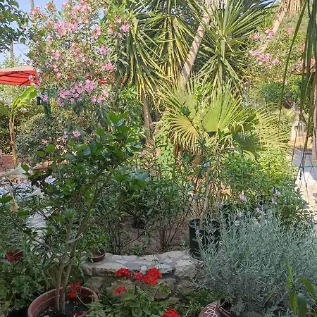 Palm-tree * Arkoudi