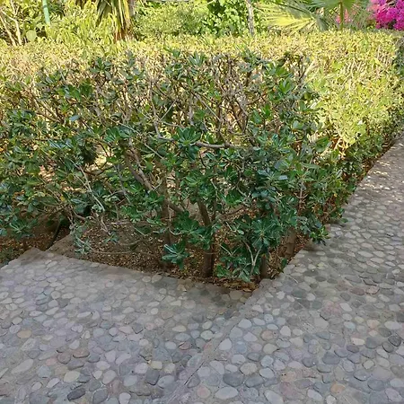 Palm-tree Lägenhet *