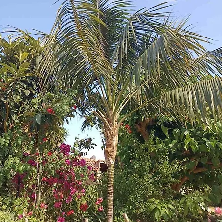 Palm-tree Arkoudi