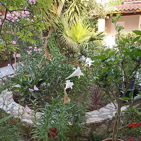 Lejlighed Palm-tree Arkoudi