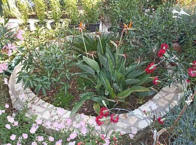 Apartment Palm-tree *