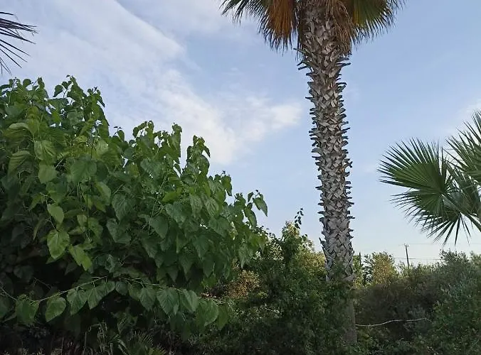 Appartamento Palm-tree *