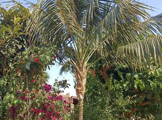 Palm-tree Arkoudi