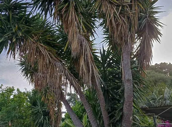 Palm-tree
