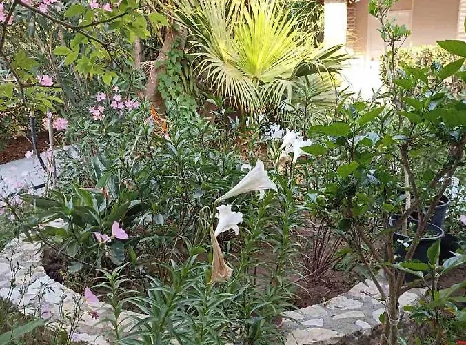 Apartment Palm-tree Arkoudi